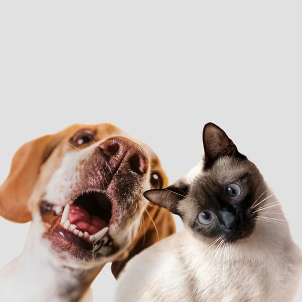 Gato y Perro atendidos servicio veterinario a domicilio Cunit
