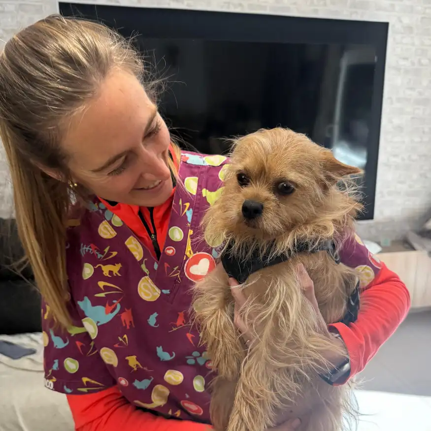 Veterinari a domicili